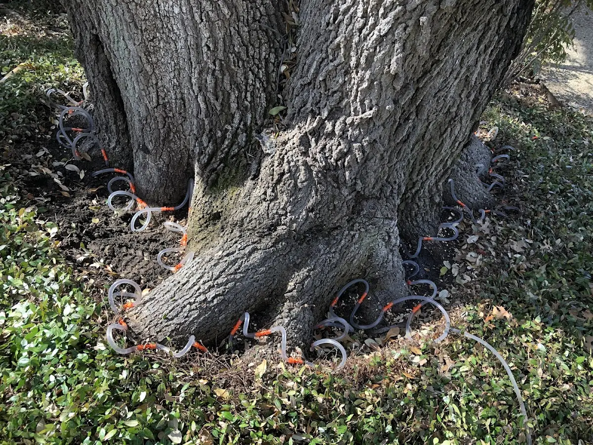 Detailed Tree Cabling and Bracing job site in Downsville